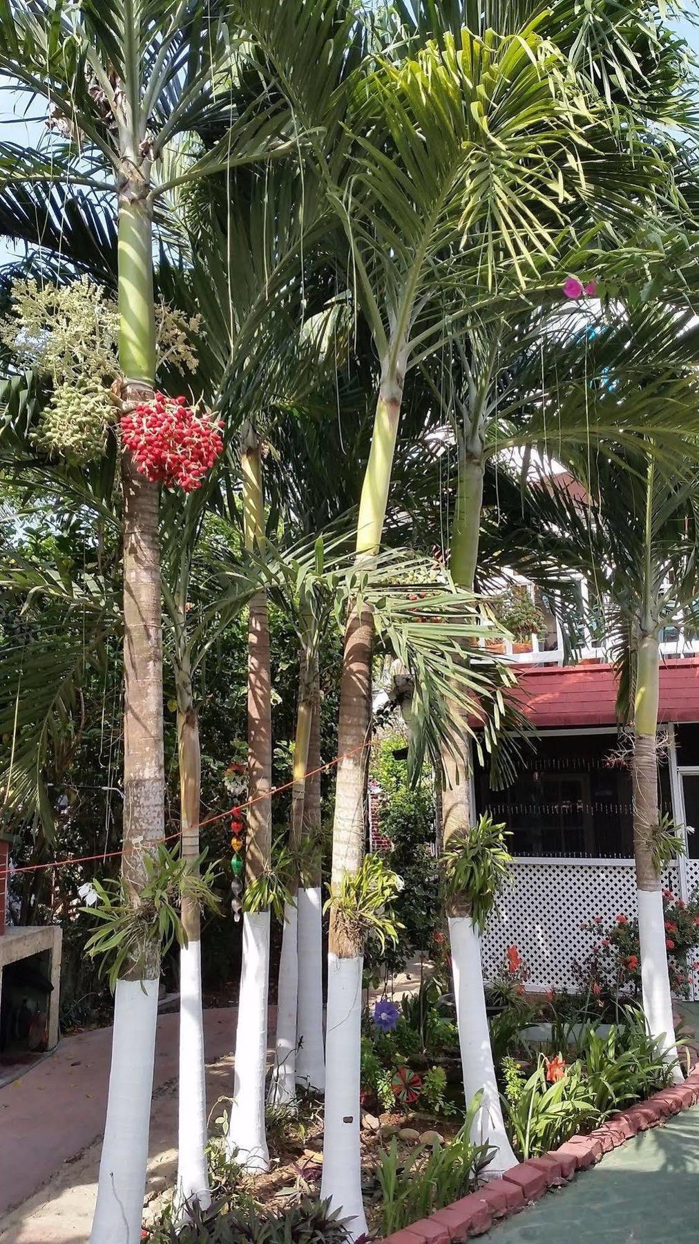 San Andres Ultd Inn Rnt # 30017 Extérieur photo